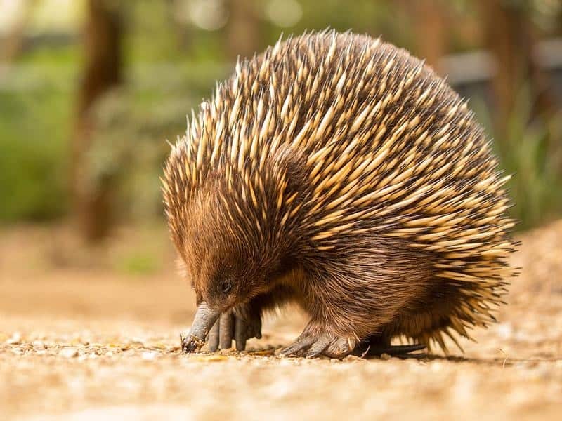 Matilda the Echidna