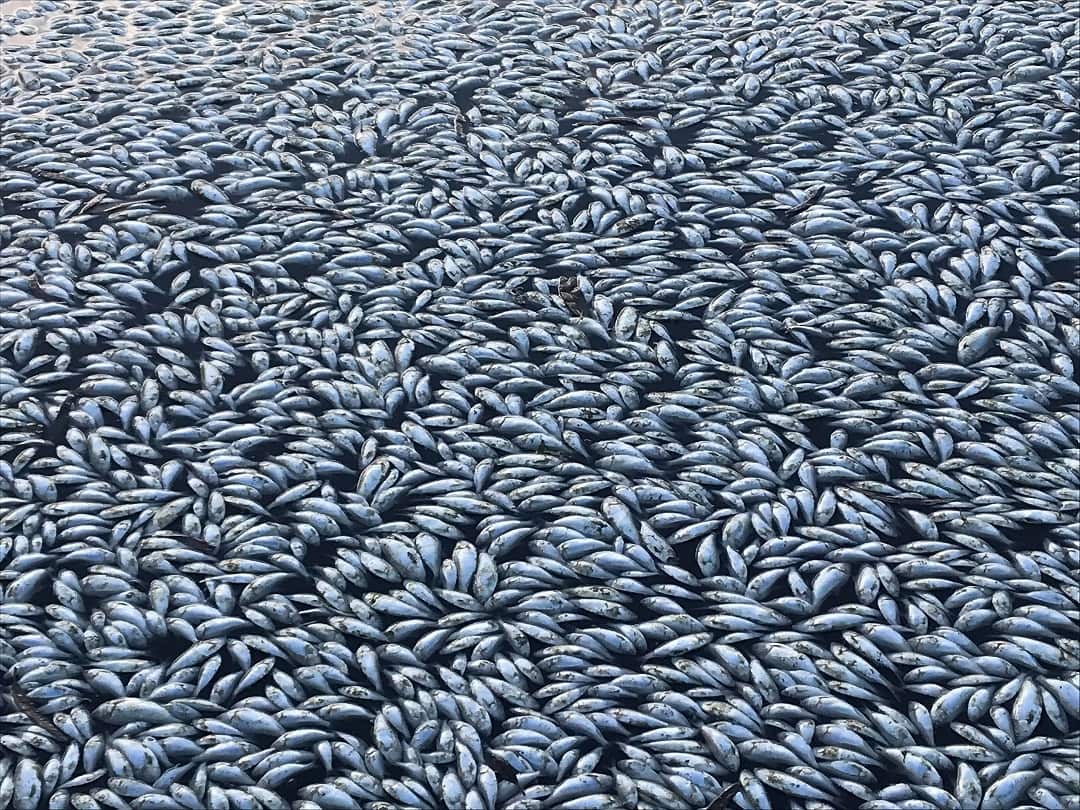 Hundreds of thousands of dead fish in the Menindee weir pool and neighbouring waterways.