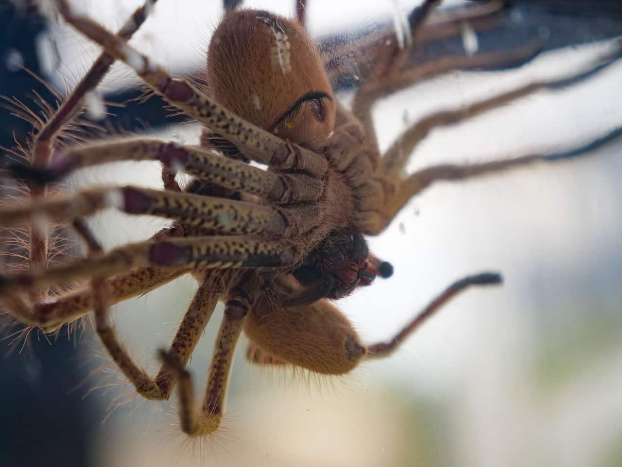 Two golden huntsmen spiders mating