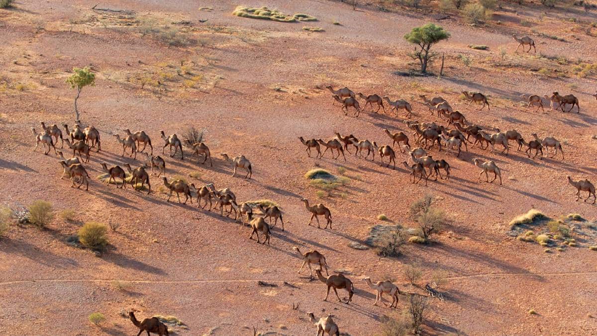 Camels in WA
