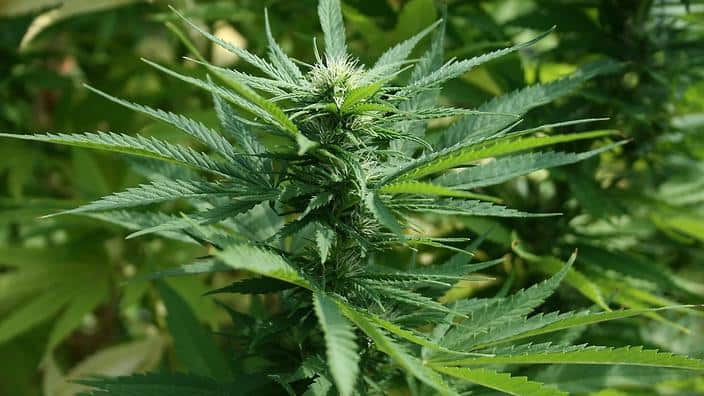 Cannabis plant