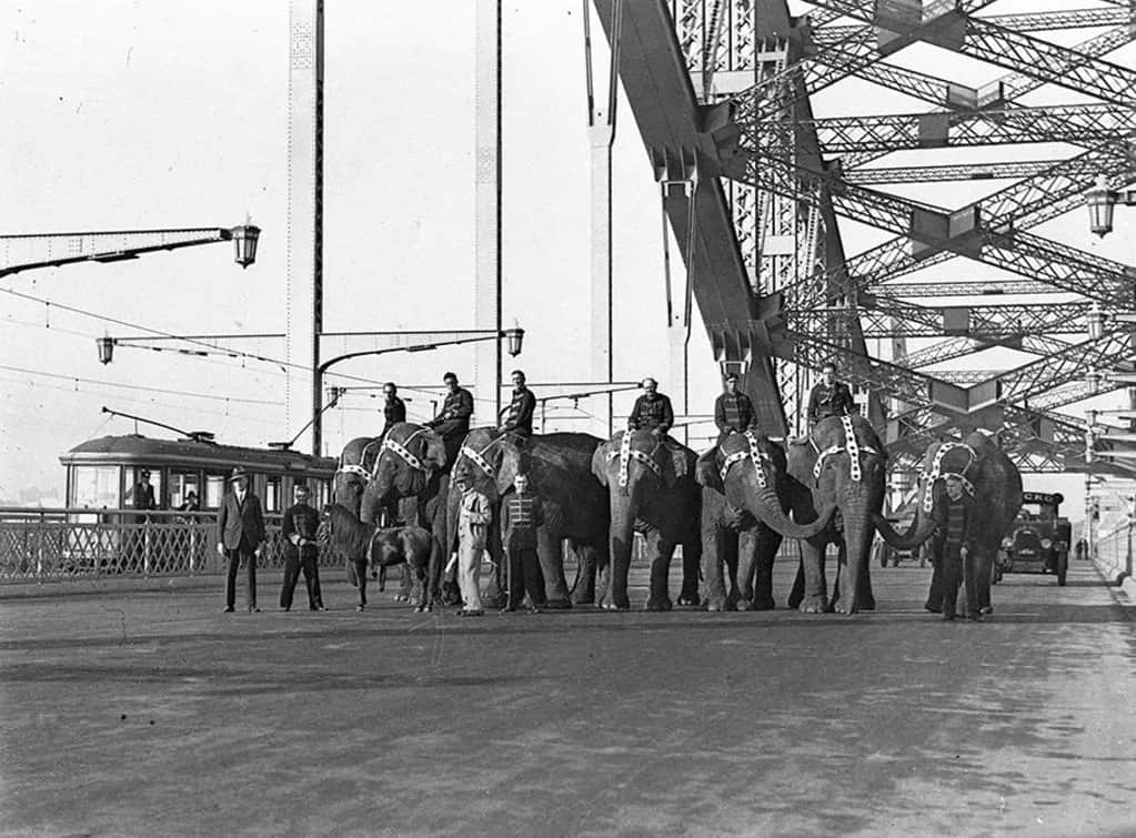 Elephants on Sydney Harbour Bridge in 1932.