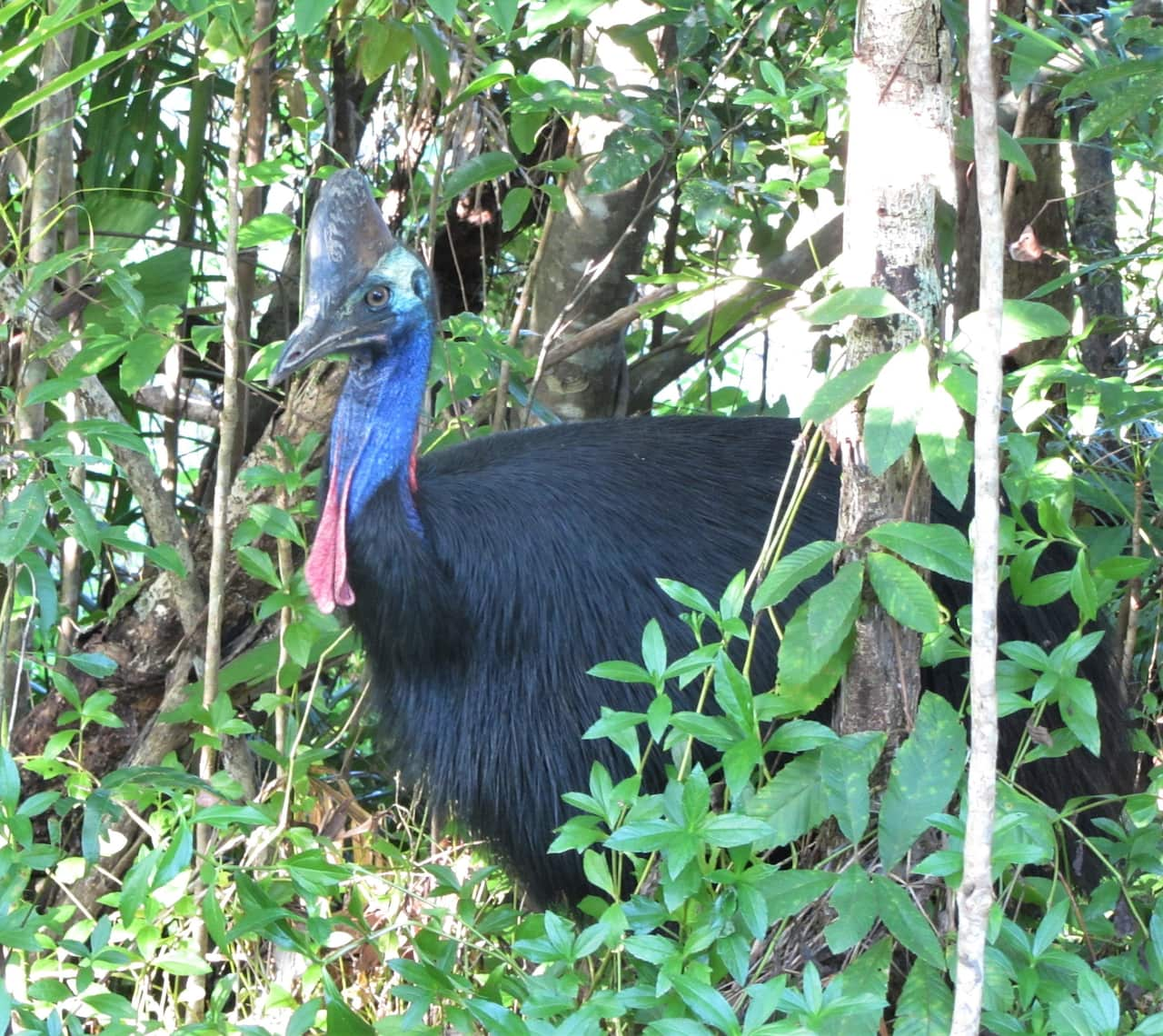 Cassowary carnival: Queensland town celebrates a famous flightless bird ...