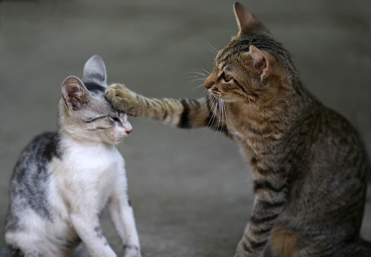Humans can’t catch cat flu but other cats can catch it.