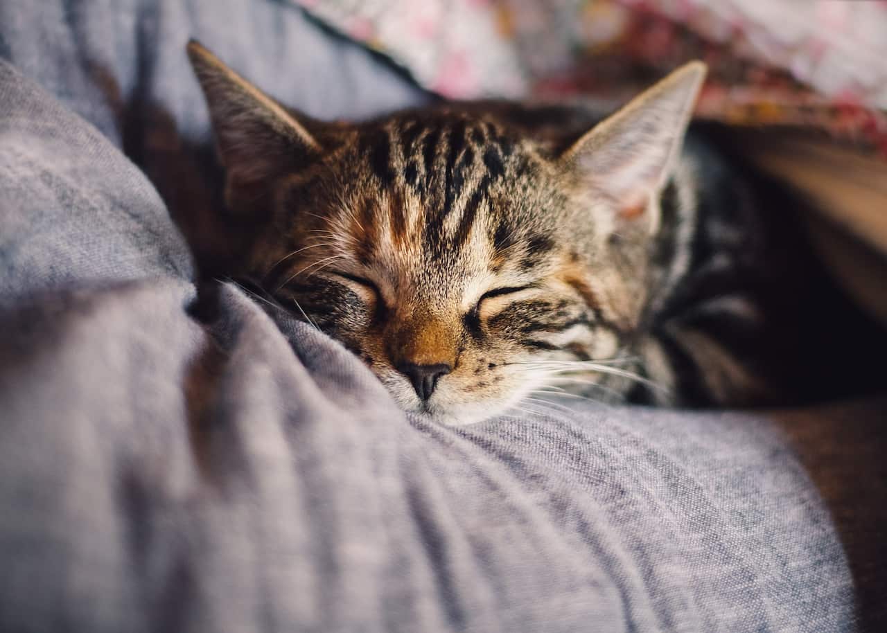 Many cats will recover from cat flu.