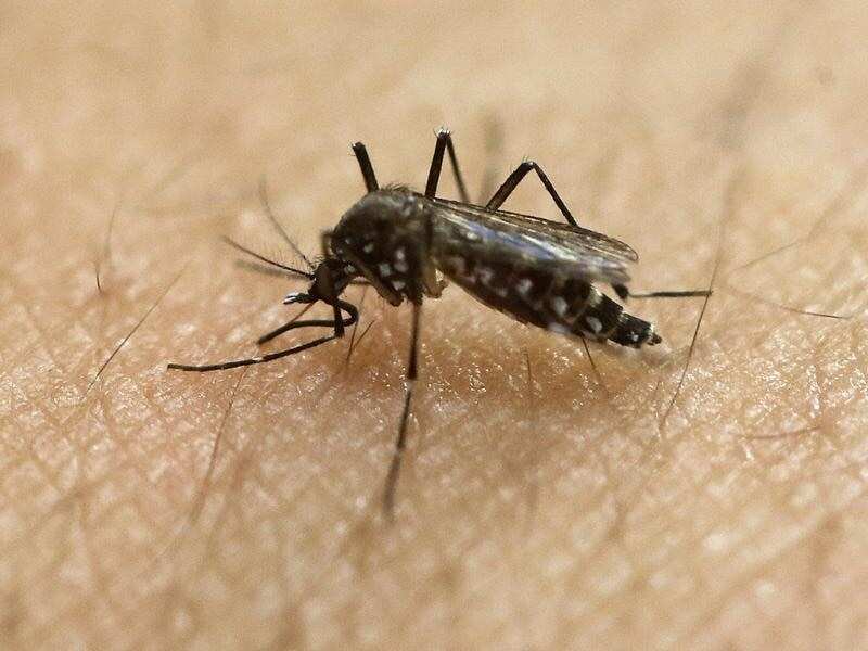 malaria, a mosquito-borne disease i.
