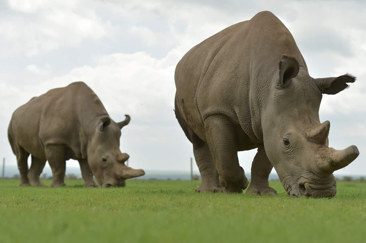 white rhino