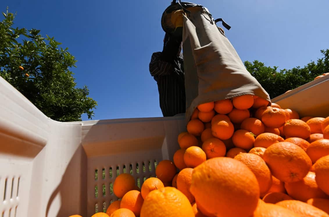 A fruit picker harvests oranges on a farm near Leeton, NSW.