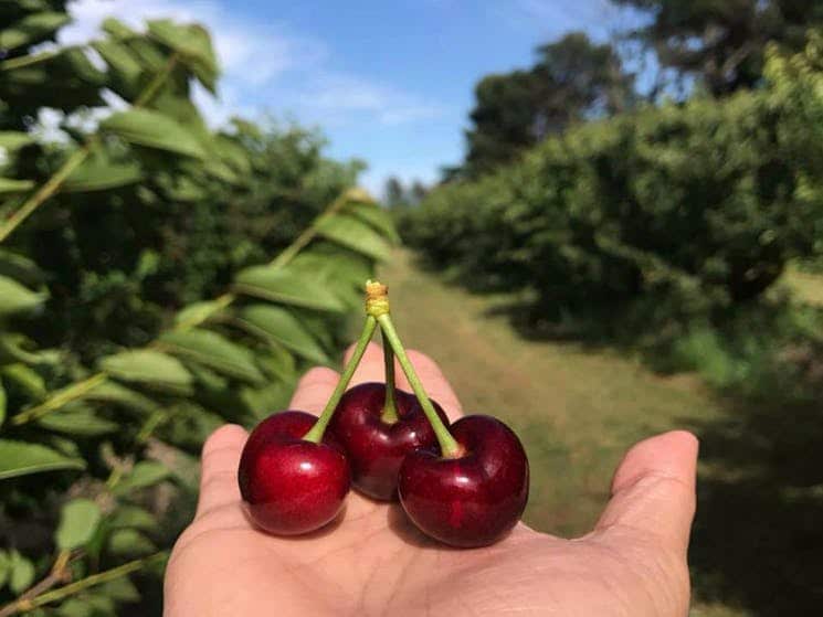 Cherry Festival