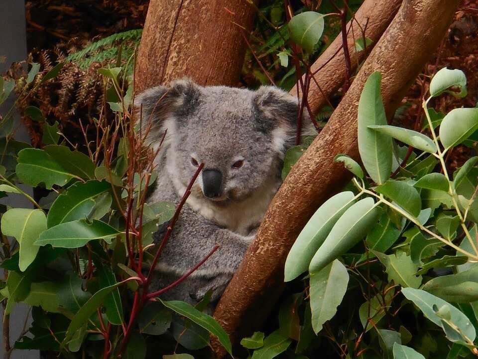 Coala Bear