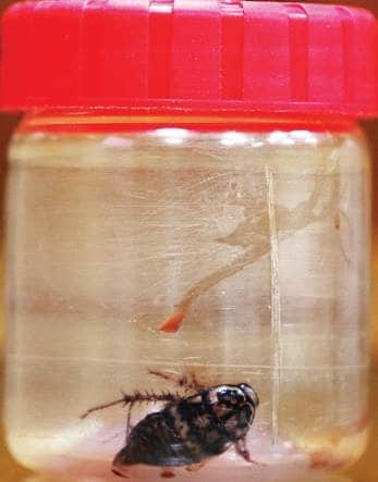 Cockroach