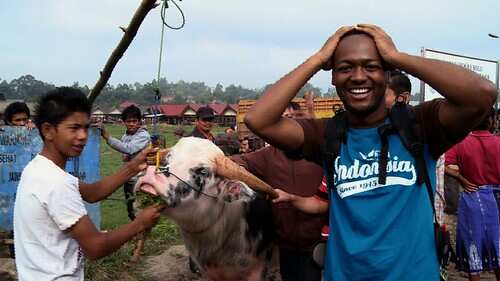 Livestock and the global challenge to reduce green-house emissions.