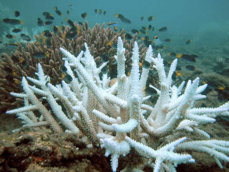 Great Barrier Reef bleaching