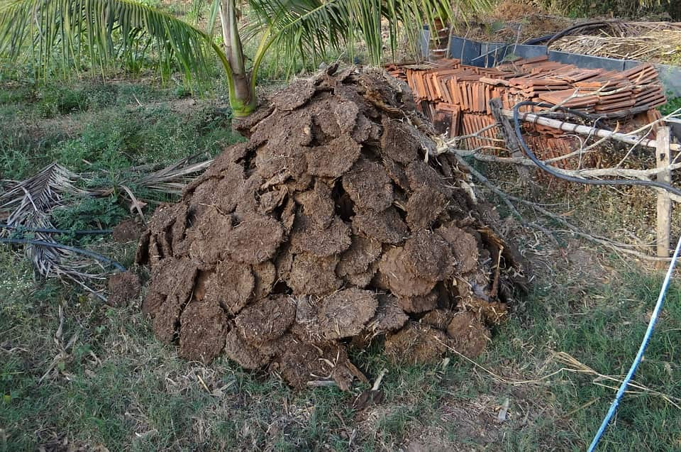 Cow Dung Meaning In Punjabi