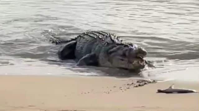 Crocodile