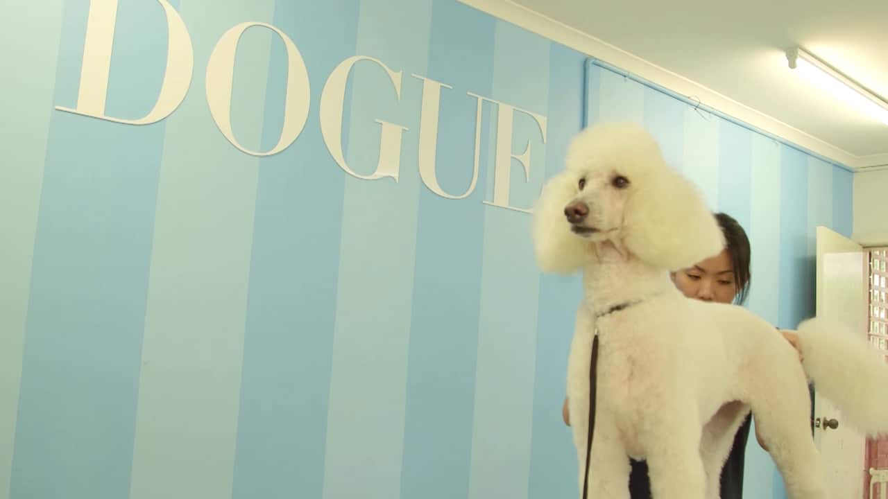 DOGUE