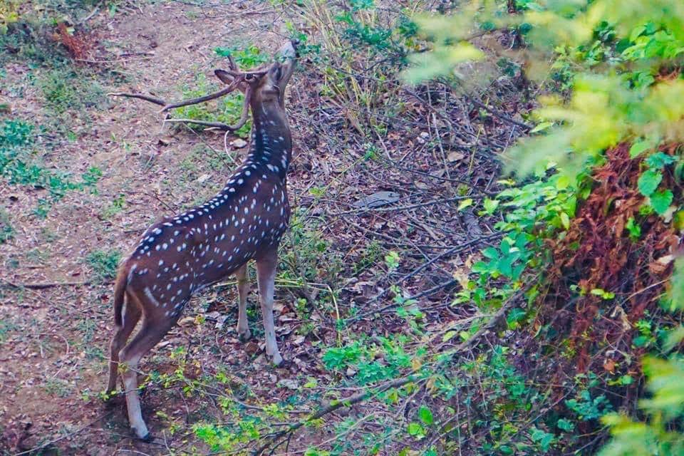 A deer grazing