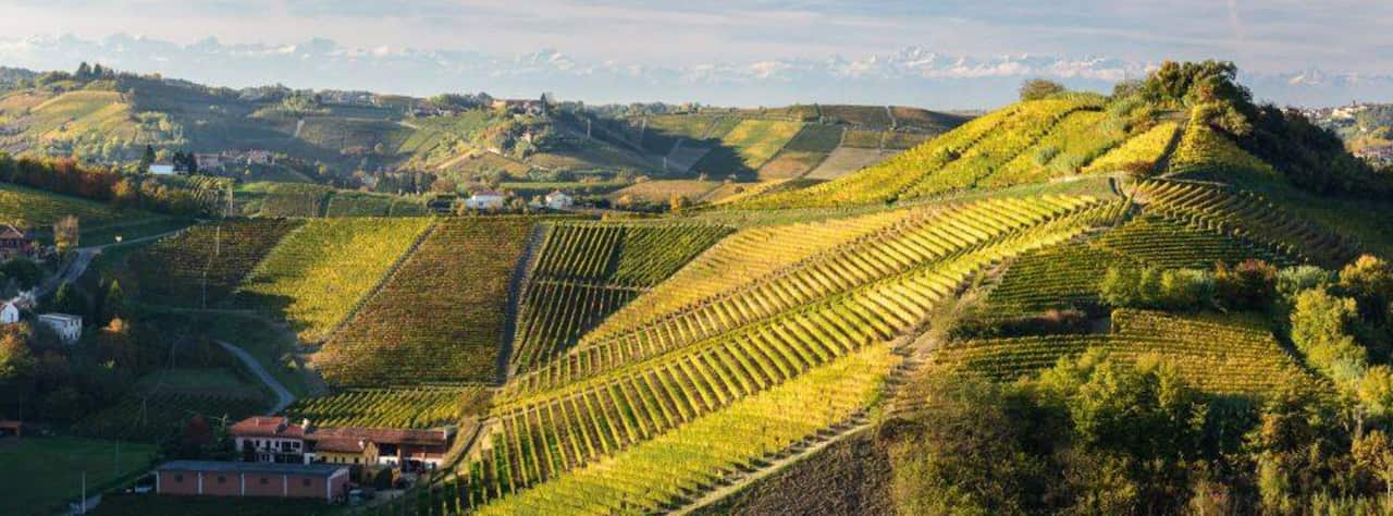 DeliciarumWinesandFood/