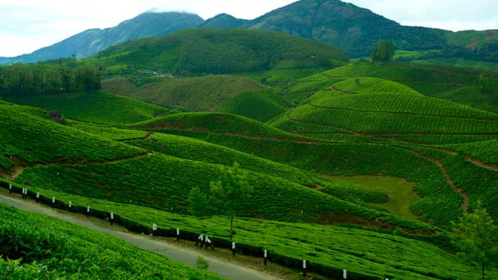 Devikulam Hills 