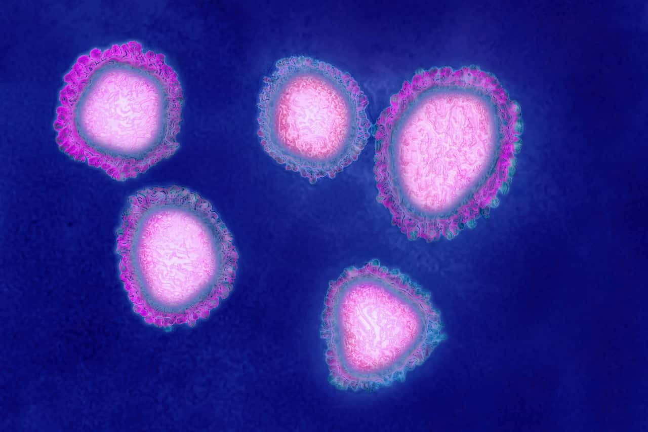 The human coronavirus 