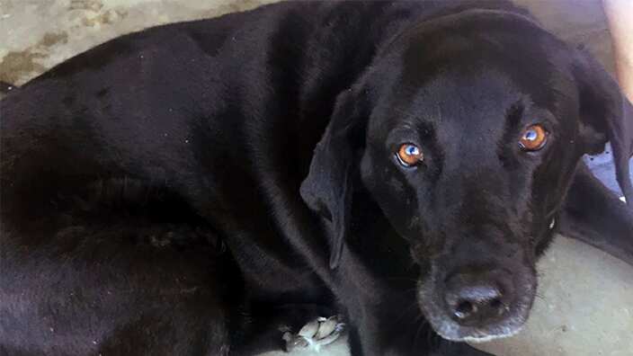 Lucy the dog
