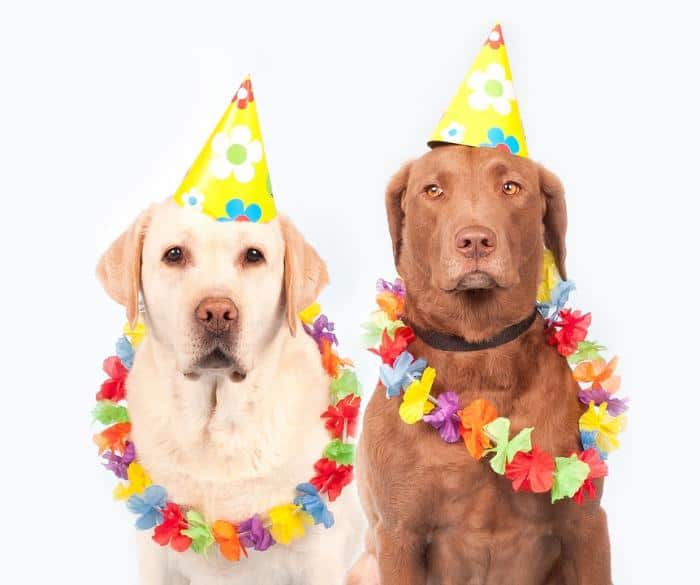 Dogs