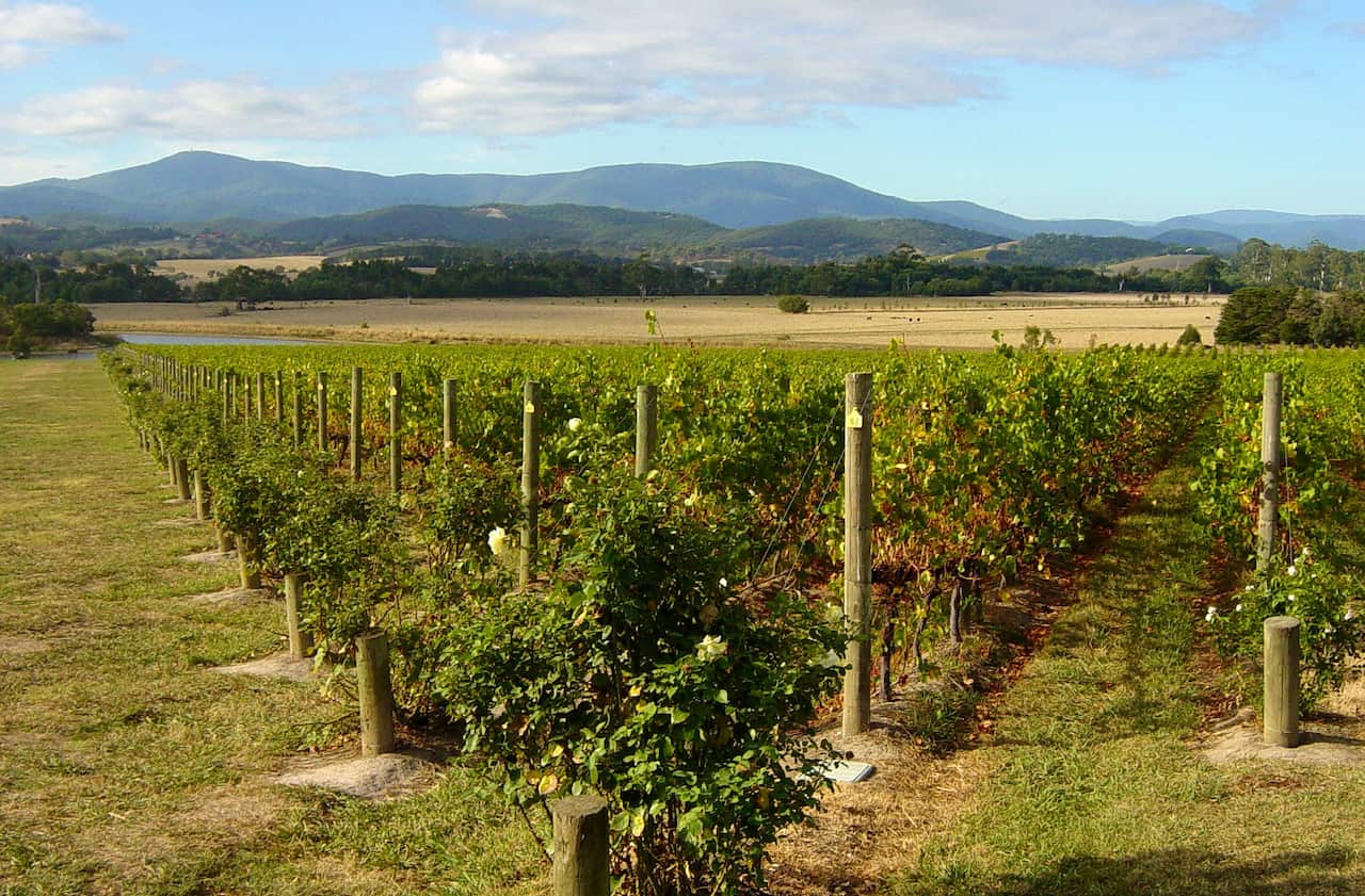 Domaine Chandon Vineyard