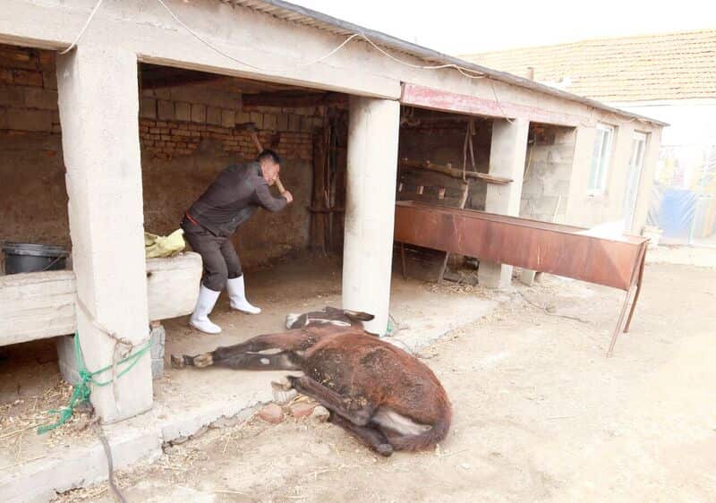 ejiao