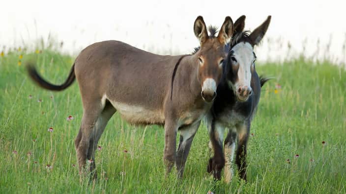 Feral Burro / Donkey (Equus asinus ) (AAP/Mary Evans/Ardea/John Cancalosi) | NO ARCHIVING, EDITORIAL USE ONLY