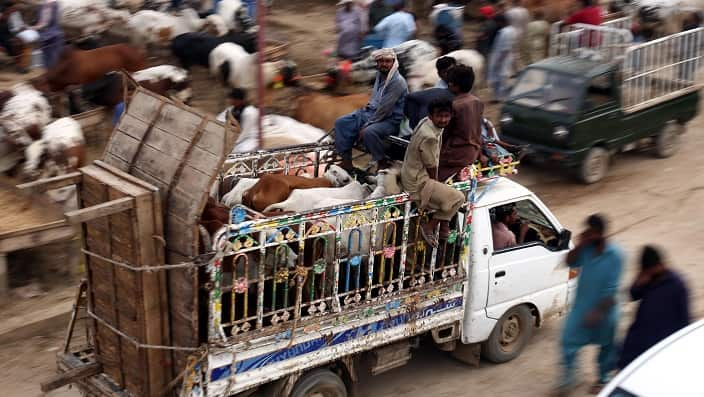 Sacrificial animals are on sale ahead of the Eid al-Adha festival in Karachi, Pakistan, 03 August 2019 (issued 04 August). EPA/REHAN KHAN