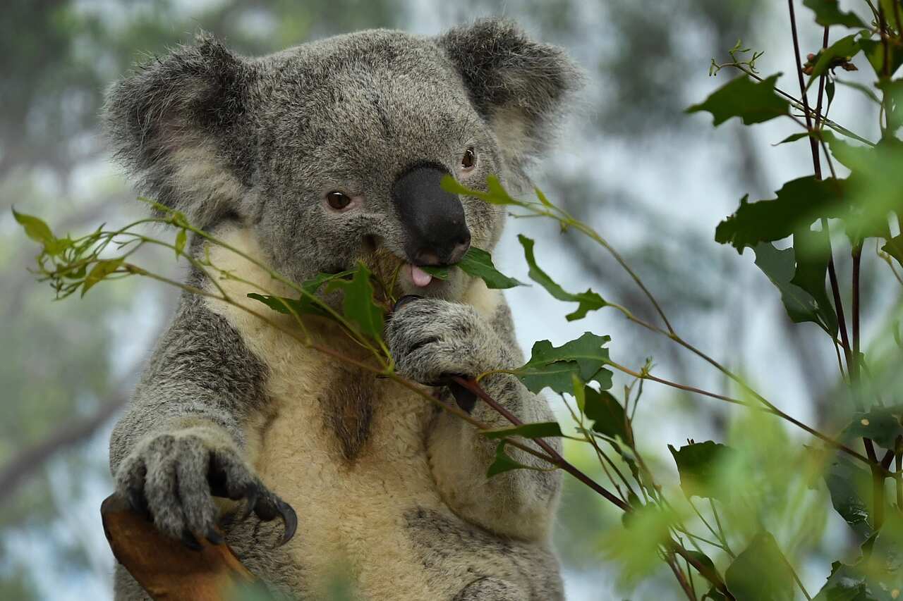 Male koala Alfie eats leaves at WILD LIFE Sydney Zoo in Sydney, Wednesday, July 8, 2020. (AAP Image/Joel Carrett) NO ARCHIVING