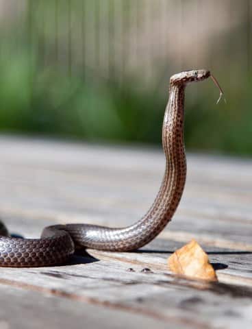 Eastern brown snake