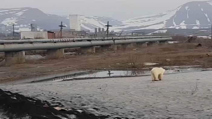 The polar bear was captured and is being taken to a zoo to recover.