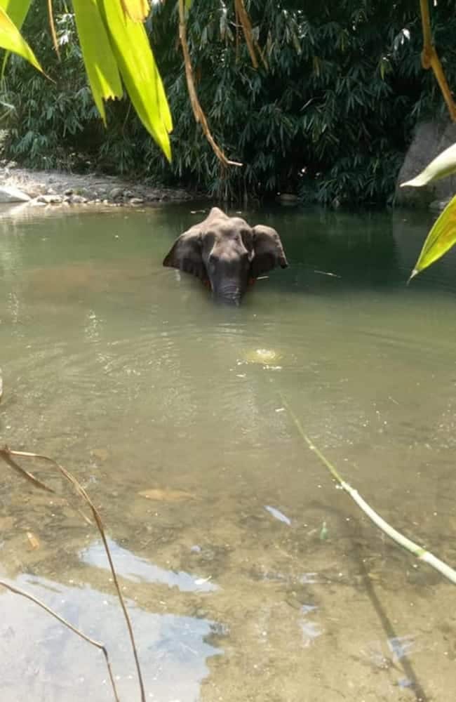 A pregnant wild elephant