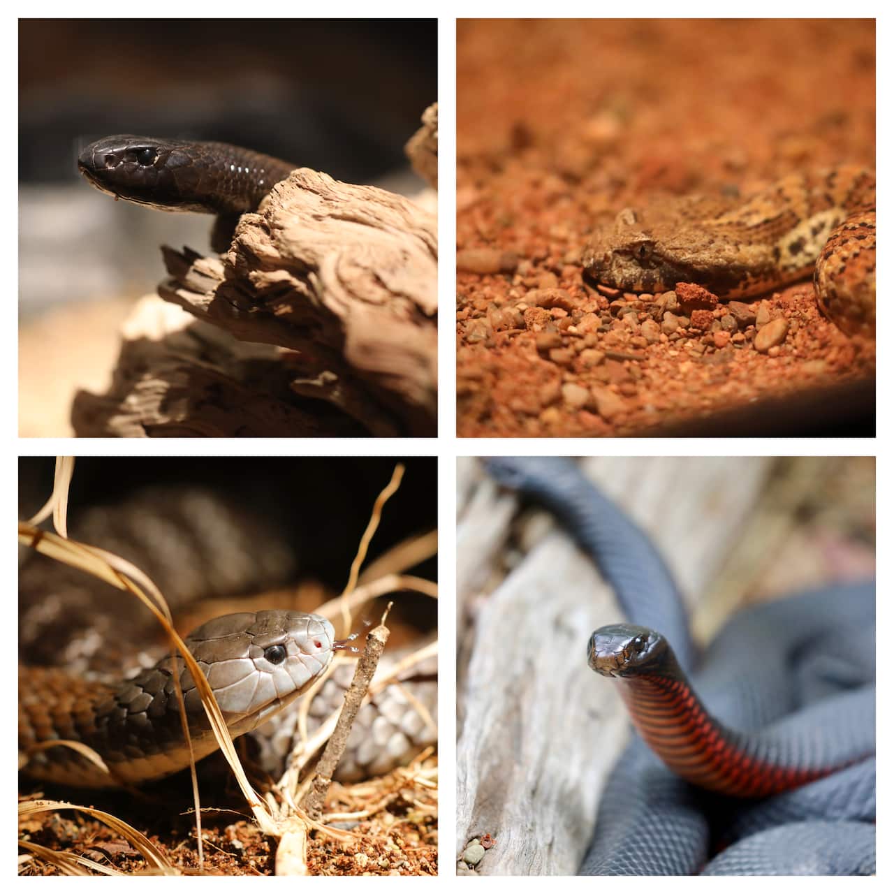 venomous snakes