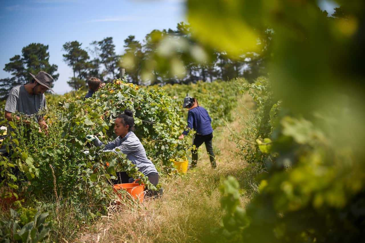 Seasonal workers pick Riesling grapes at Surveyor's Hill vineyard outside Canberra.