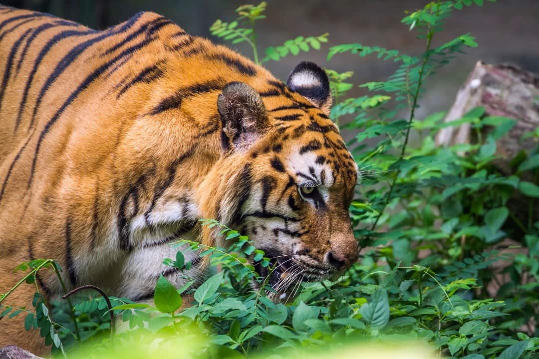 A Bengal tiger.