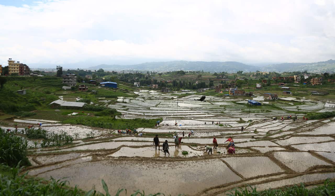 Farmers planting rice in Nepal