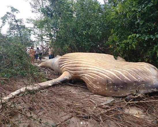 A humpback whale was found in the Amazon rainforest.