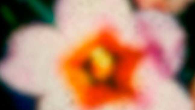 Hoa Jessamine ở Carolina Hoa kỳ  và loài ong thấy như thế nầy