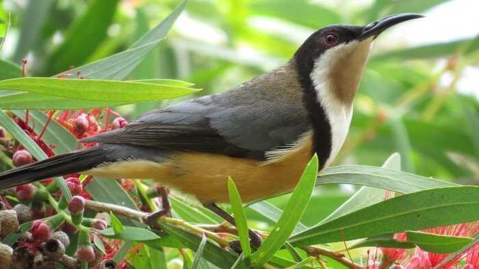 Loài chim hút mật New Holland