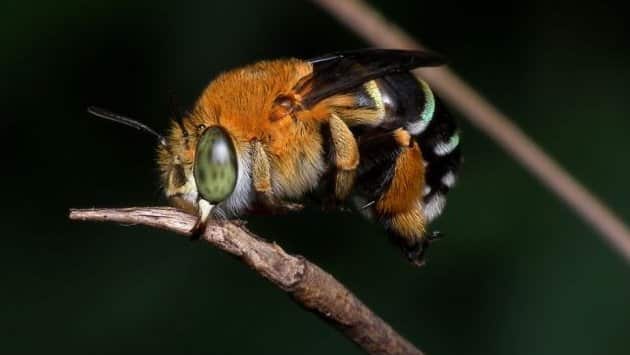 Loài ong có sọc xanh trên lưng