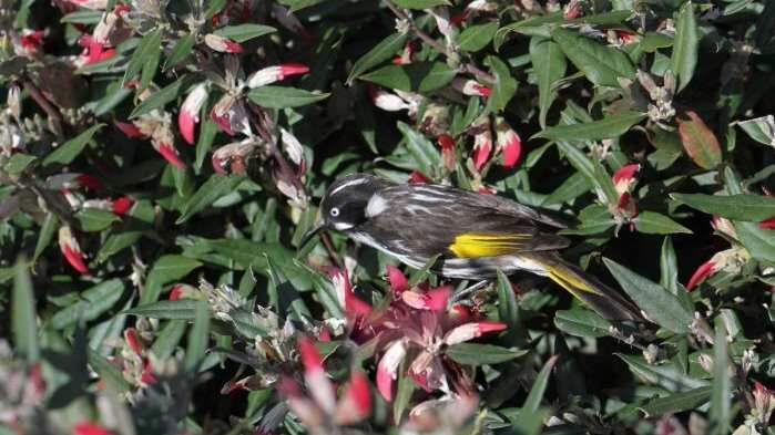 Chim spinebill ở miền đông nước Úc