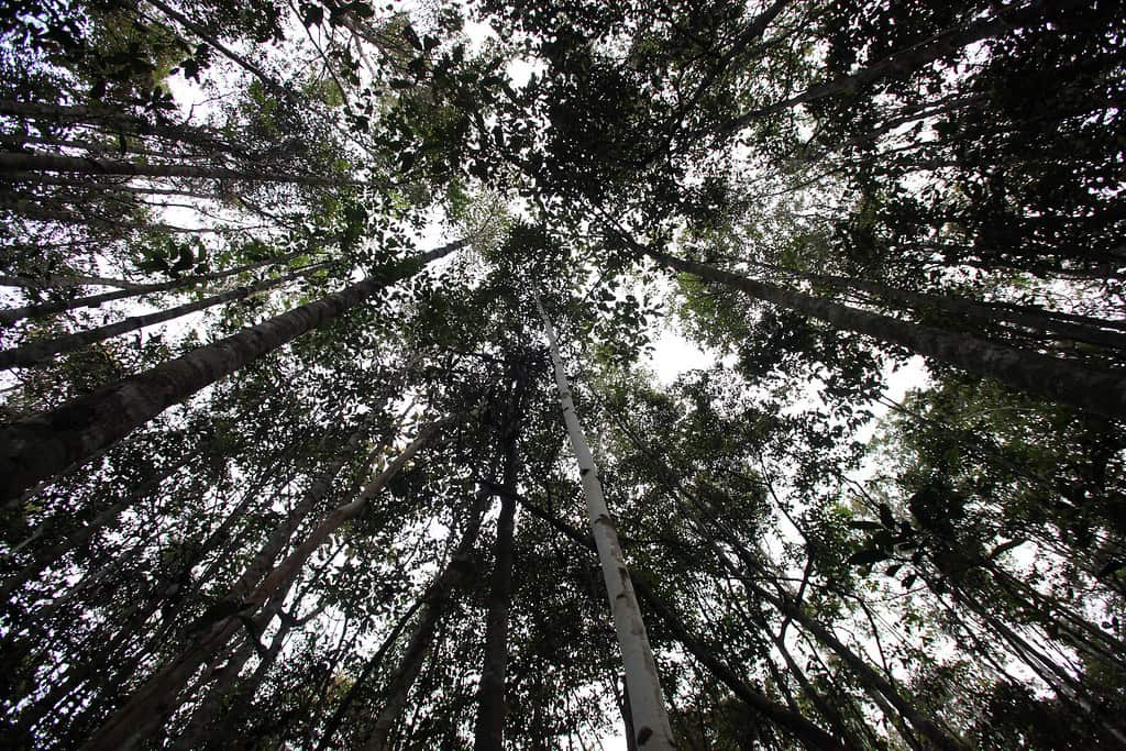Tall trees in Kalimantan forest.