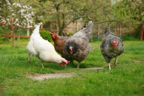 Animal rights