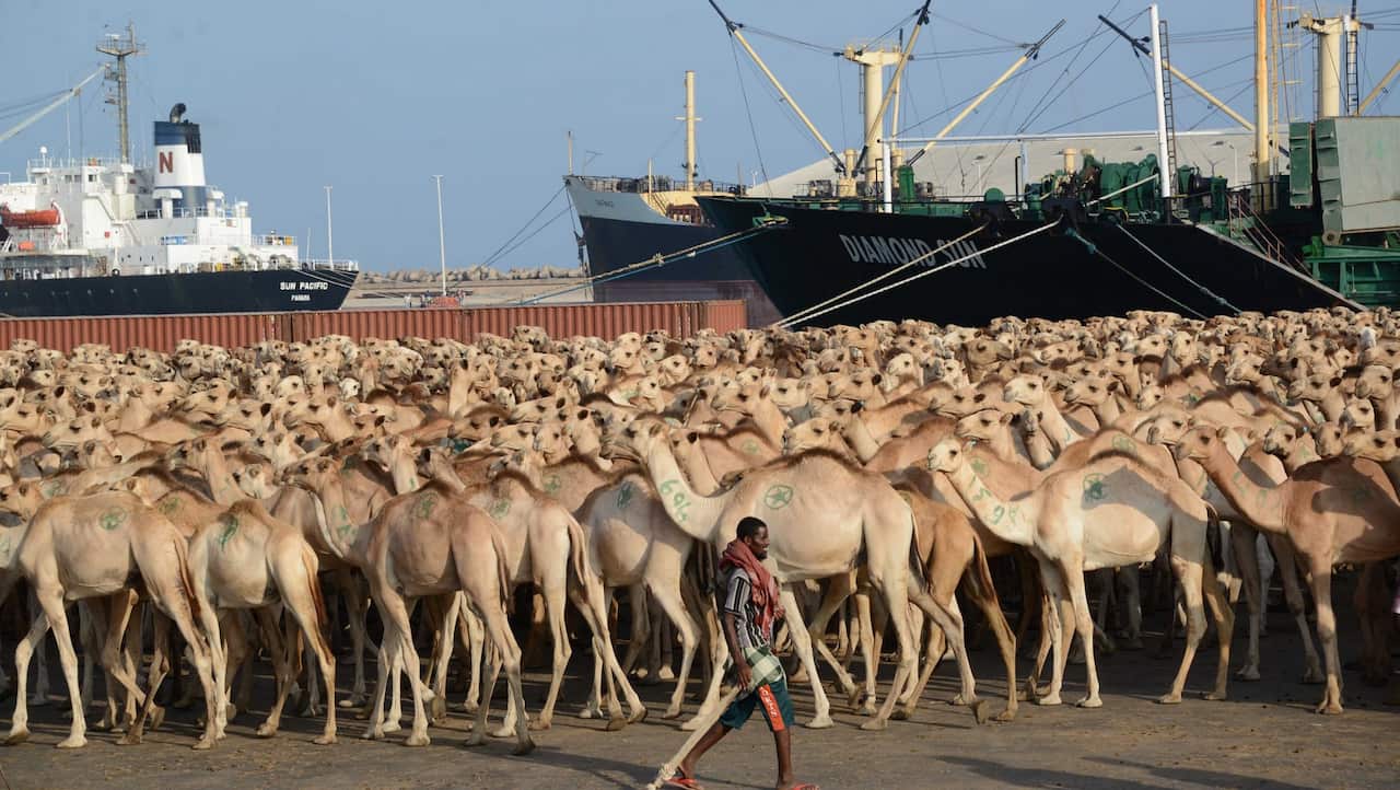Hundreds of camels wait at Mogadishu's seaport to be exported to Saudi Arabia on March 8, 2013. AFP PHOTO / Mohamed Abdiwahab (Photo credit should read Mohamed Abdiwahab/AFP via Getty Images)