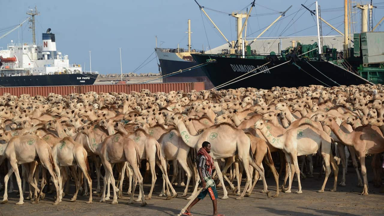 Hundreds of camels wait at Mogadishu's seaport to be exported to Saudi Arabia on March 8, 2013.  AFP PHOTO / Mohamed Abdiwahab        (Photo credit should read Mohamed Abdiwahab/AFP via Getty Images)