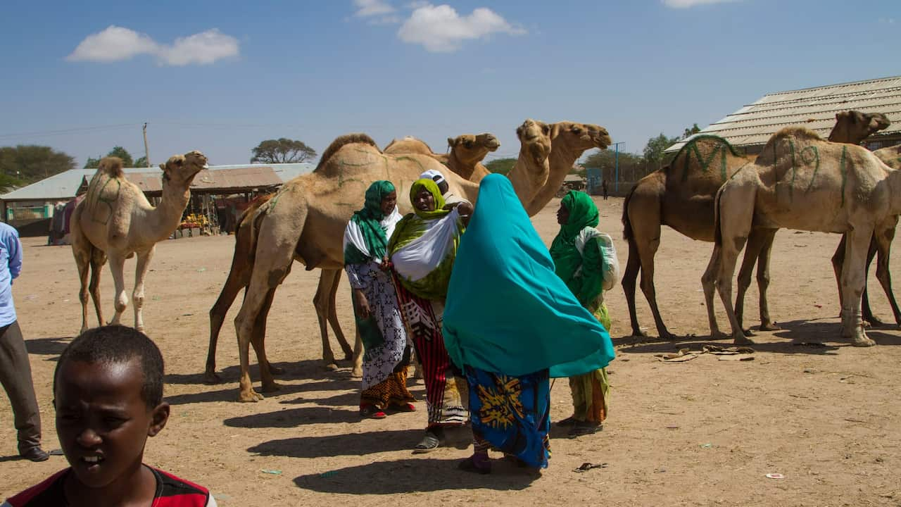 Somaliland Pins Hopes on Revamped Port to Support Independence Ambitions