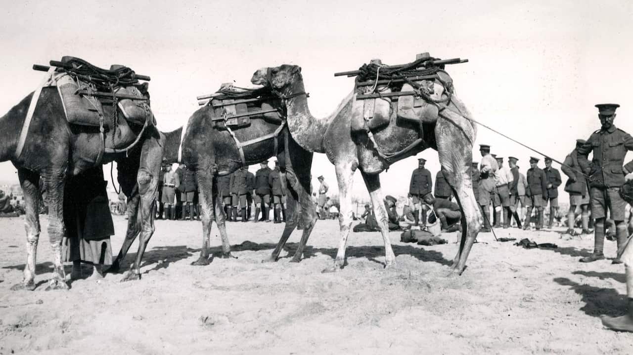 Camel transport (Somali camels) for Suez Canal defences at El Kubri, Egypt, during the First World War. Robert Hunt Library 6150 | AAP/MARY EVANS/Robert Hunt Library/Imperial War Museum NO ARCHIVING, EDITORIAL USE ONLY