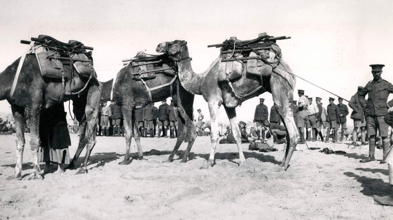 Camel transport (Somali camels) for Suez Canal defences at El Kubri, Egypt, during the First World War.  Robert Hunt Library 6150 | AAP/MARY EVANS/Robert Hunt Library/Imperial War Museum NO ARCHIVING, EDITORIAL USE ONLY